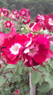 (untitled)